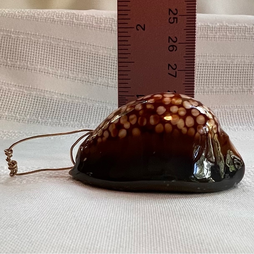 Humpback Cowry Cowrie Shell Gold Wire Bail EUC - Picture 12 of 13